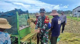 Foto : Anggota Koramil 17/Dungkek Kodim 0827/Sumenep Praka Fathur Rosi melaksanakan pendampingan panen padi, di Dusun Sempajung, Desa Bunpenang, Kecamatan Dungkek, Kabupaten Sumenep