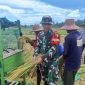 Foto : Anggota Koramil 17/Dungkek Kodim 0827/Sumenep Praka Fathur Rosi melaksanakan pendampingan panen padi, di Dusun Sempajung, Desa Bunpenang, Kecamatan Dungkek, Kabupaten Sumenep
