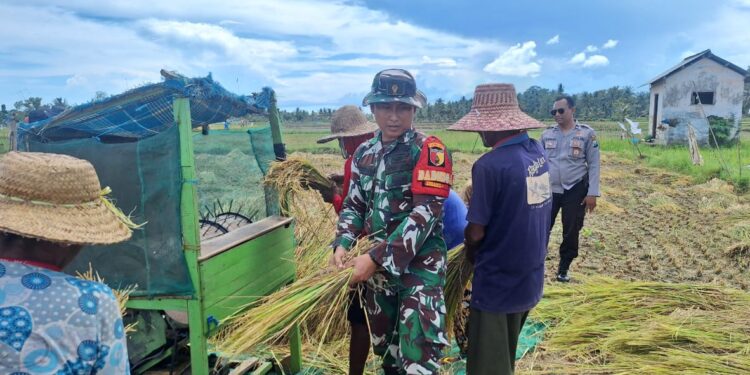 Foto : Anggota Koramil 17/Dungkek Kodim 0827/Sumenep Praka Fathur Rosi melaksanakan pendampingan panen padi, di Dusun Sempajung, Desa Bunpenang, Kecamatan Dungkek, Kabupaten Sumenep