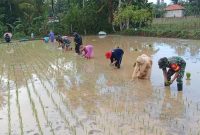 Program Perluasan Areal Tanam (PAT) Menuju Swasembada Di Desa Manding Laok