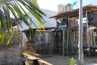 Foto: Bangunan kandang ayam yang berdiri di area UPPP Pasongsongan menjadi sorotan masyarakat.