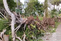 Foto: Pohon siwalan milik warga di Dusun Tenggina, Desa Batang-Batang Daya, Sumenep, tumbang diduga akibat penebangan tanpa izin dalam proyek pemasangan tiang listrik.