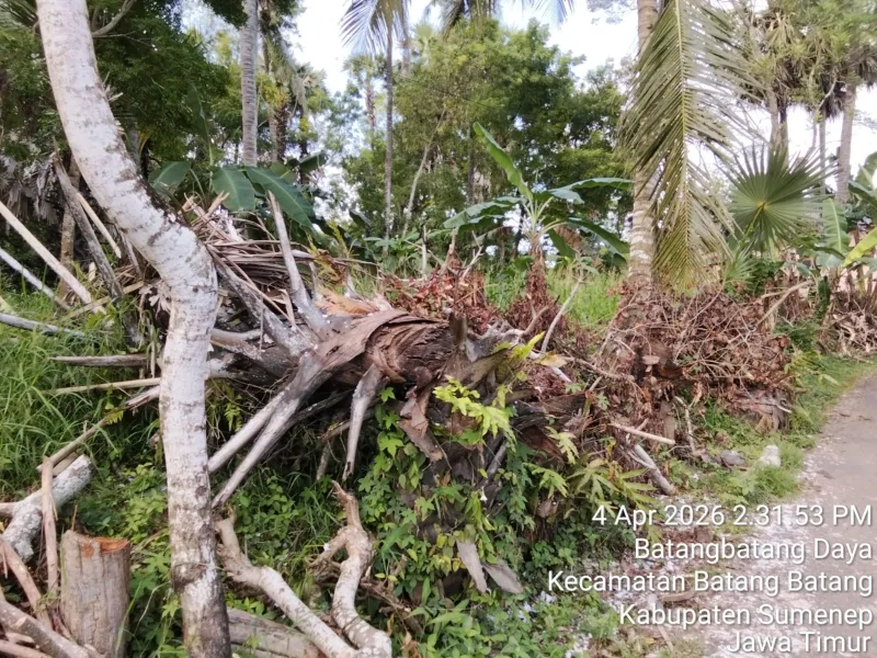 Foto: Pohon siwalan milik warga di Dusun Tenggina, Desa Batang-Batang Daya, Sumenep, tumbang diduga akibat penebangan tanpa izin dalam proyek pemasangan tiang listrik.