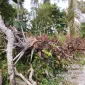 Foto: Pohon siwalan milik warga di Dusun Tenggina, Desa Batang-Batang Daya, Sumenep, tumbang diduga akibat penebangan tanpa izin dalam proyek pemasangan tiang listrik.