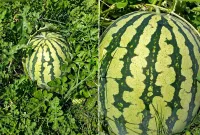 Foto: Buah semangka tumbuh subur menjelang masa panen di Desa Lombang, Sumenep.