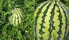 Foto: Buah semangka tumbuh subur menjelang masa panen di Desa Lombang, Sumenep.