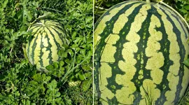 Foto: Buah semangka tumbuh subur menjelang masa panen di Desa Lombang, Sumenep.