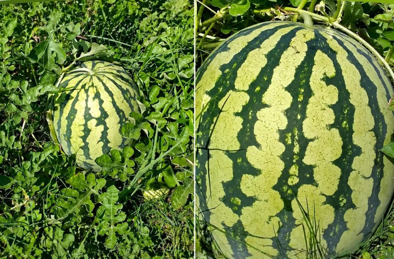 Foto: Buah semangka tumbuh subur menjelang masa panen di Desa Lombang, Sumenep.